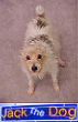 jackthedog