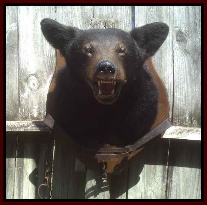 taxidermy black bear head mount