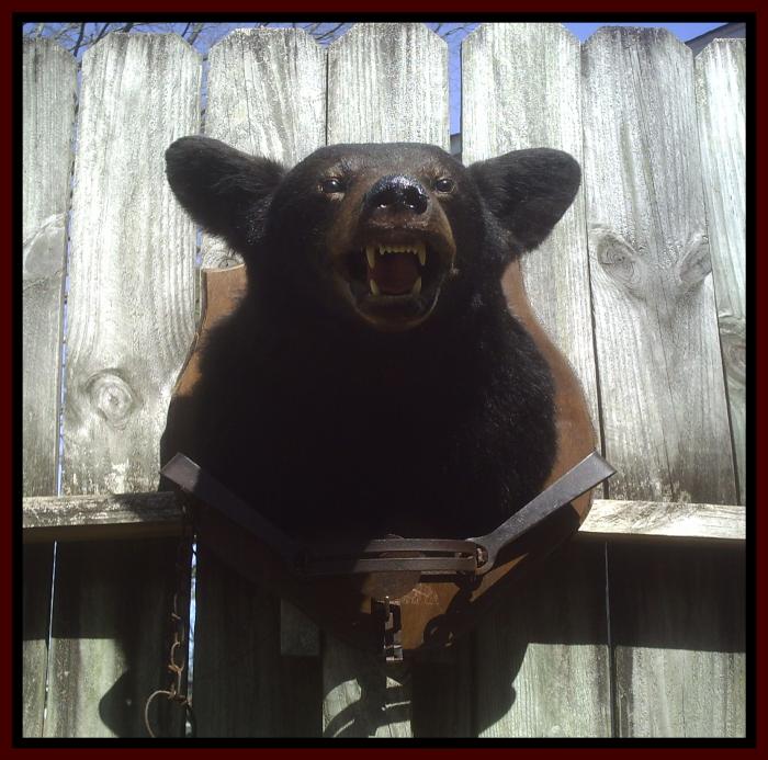 Black Bear Head Mount And Trap For Sale at GunAuction.com - 8584744